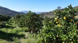 Orangers dans un verger en Afrique du Sud