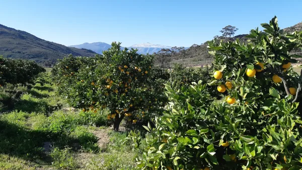 Orangers dans un verger en Afrique du Sud
