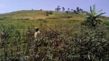 Une culture de manioc en RD Congo avec des travailleuses agricoles.