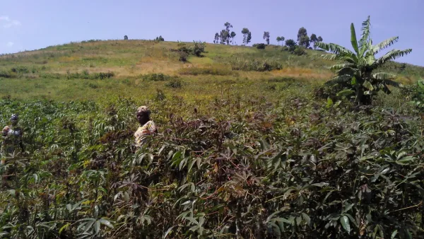 Une culture de manioc en RD Congo avec des travailleuses agricoles.