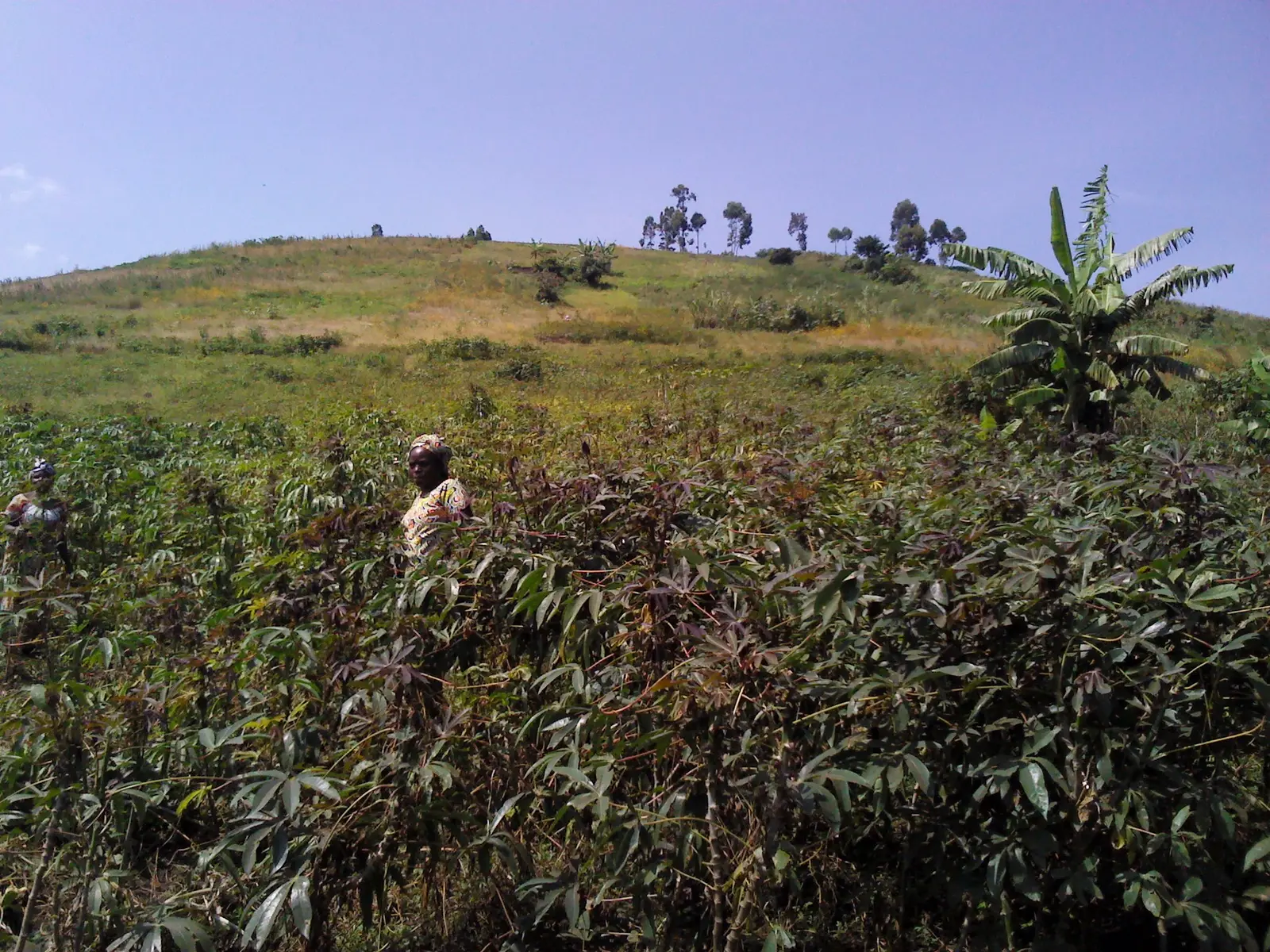 Une culture de manioc en RD Congo avec des travailleuses agricoles.