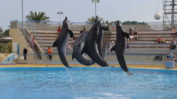 Grands dauphins du Marineland d'Antibes