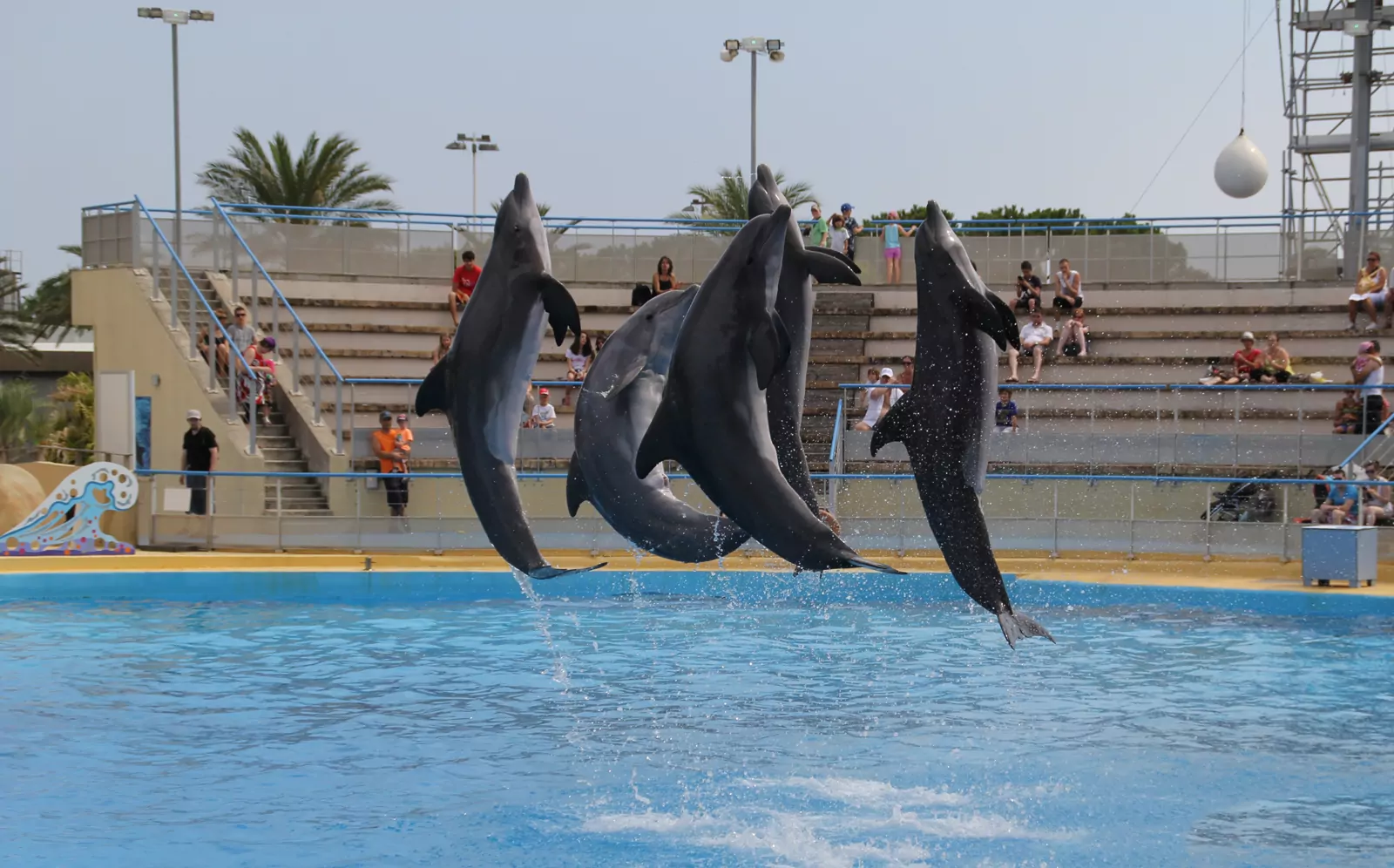Grands dauphins du Marineland d'Antibes