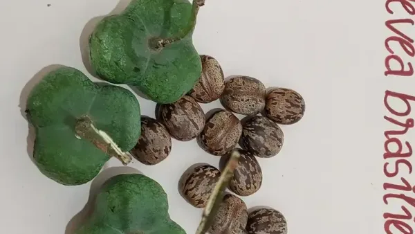 Graines et fruits d’hévéa