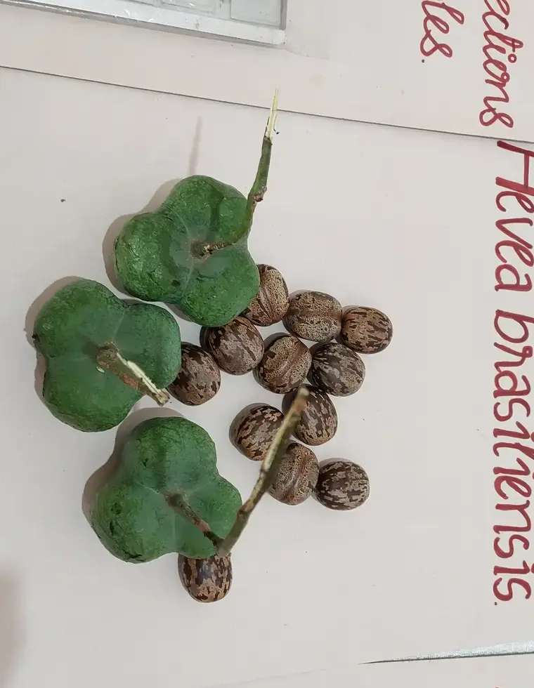 Graines et fruits d’hévéa