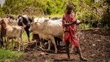 Pasteur masaï consultant un téléphone portable au milieu de son troupeau en Tanzanie