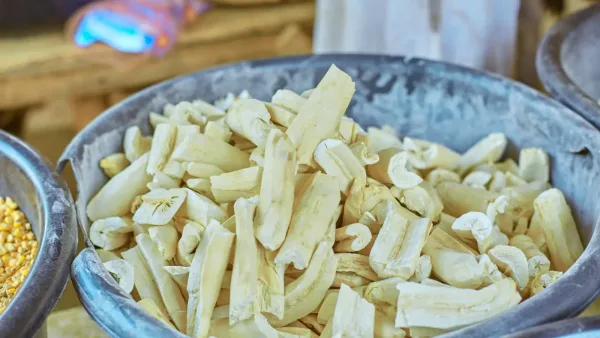 Tubercules de manioc fraîchement récoltés dans le nord du Nigeria