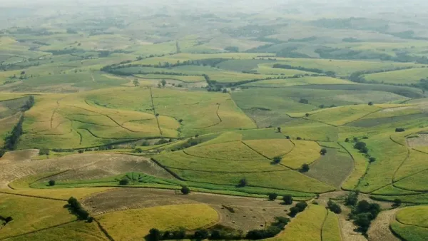 Champs de canne à sucre au KwaZulu-Natal, en Afrique du Sud
