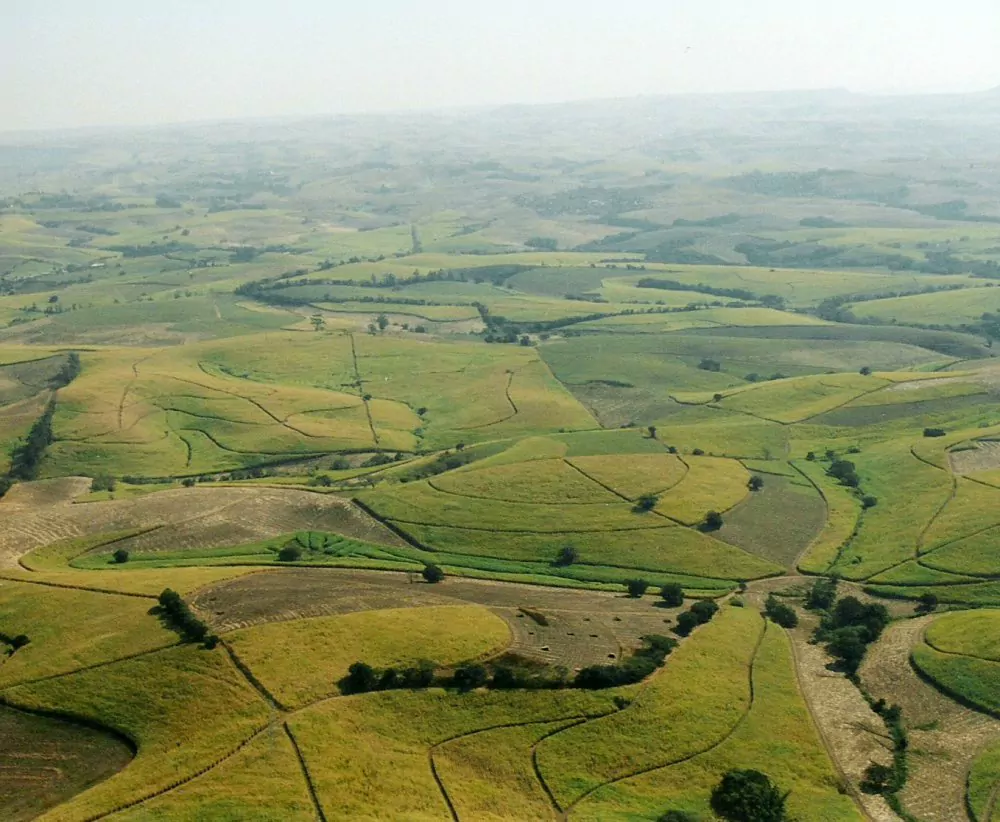 Champs de canne à sucre au KwaZulu-Natal, en Afrique du Sud