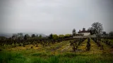 Vignes dans le Beaujolais, en France