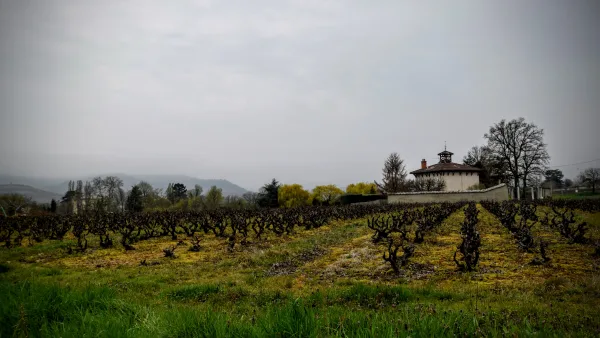 Vignes dans le Beaujolais, en France