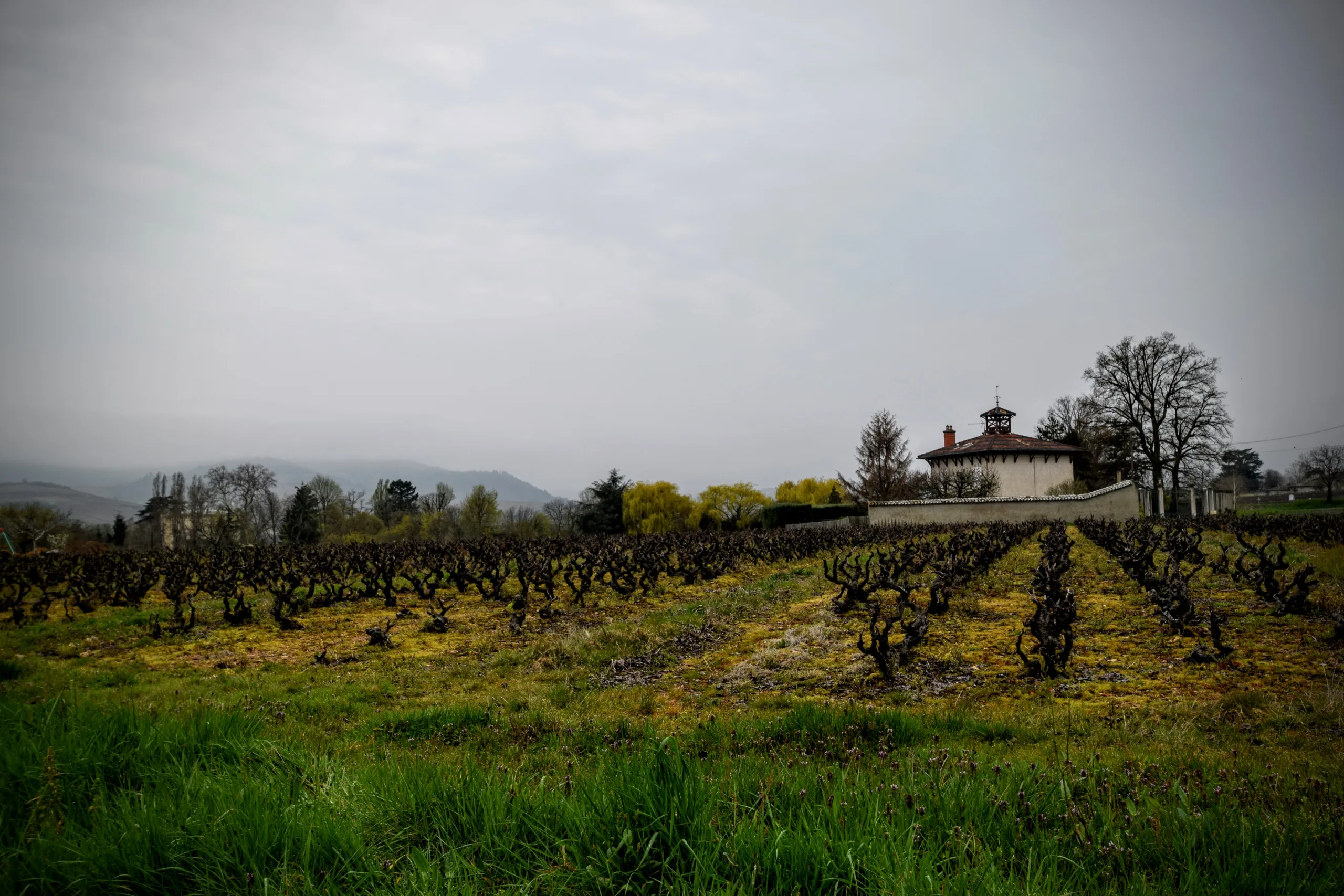 Vignes dans le Beaujolais, en France