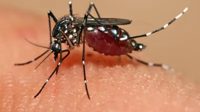 Moustique Aedes aegypti, vecteur de la dengue