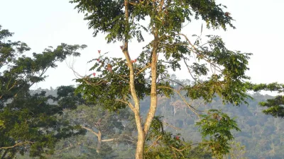 Végétation dans la chaîne d’Atewa au Ghana