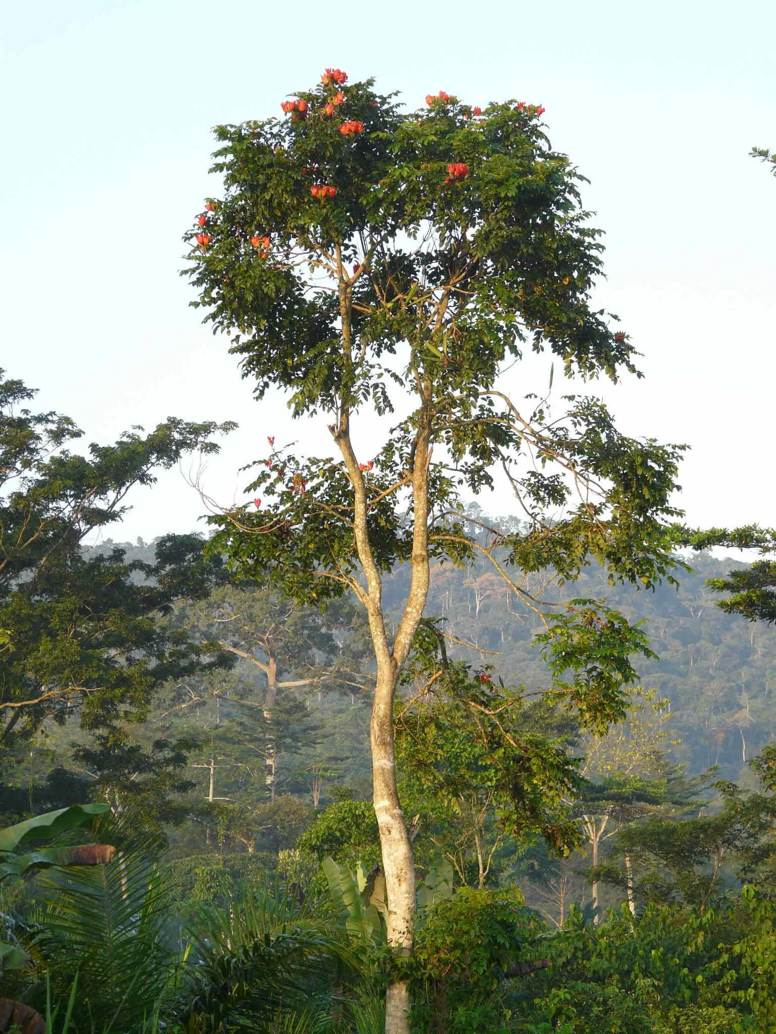 Végétation dans la chaîne d’Atewa au Ghana