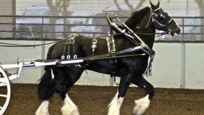 Un cheval Shire, race du cheval Hugo reconnu par Guinness