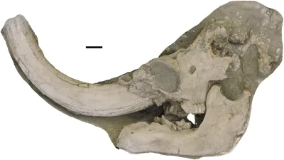 Crâne de mastodonte du Pacifique, Mammut pacificus