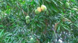 Mangues sur un arbre — photo d’illustration prise en Côte d’Ivoire, hors de la campagne sénégalaise