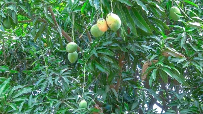 Mangues sur un arbre — photo d’illustration prise en Côte d’Ivoire, hors de la campagne sénégalaise