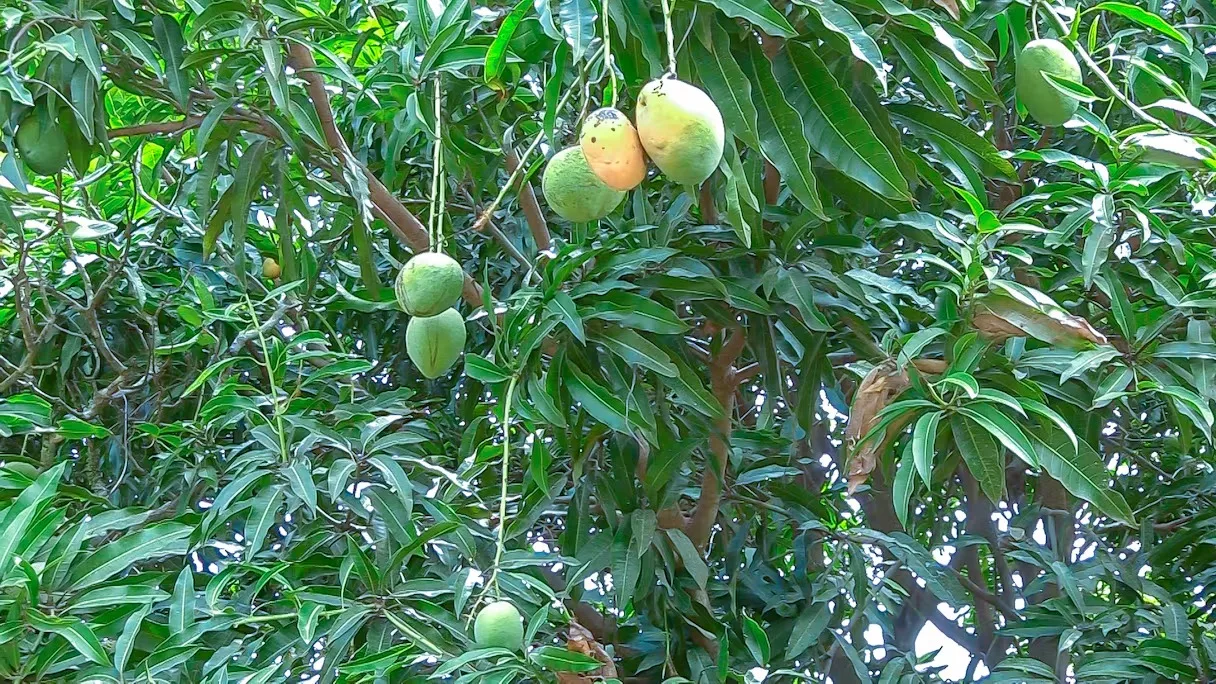 Mangues sur un arbre — photo d’illustration prise en Côte d’Ivoire, hors de la campagne sénégalaise