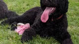 Sunny, la chienne de la famille Obama, à la Maison-Blanche en 2013