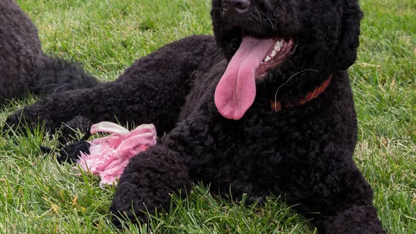 Sunny, la chienne de la famille Obama, à la Maison-Blanche en 2013