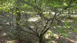 Iboga (Tabernanthe iboga), arbuste d’Afrique équatoriale